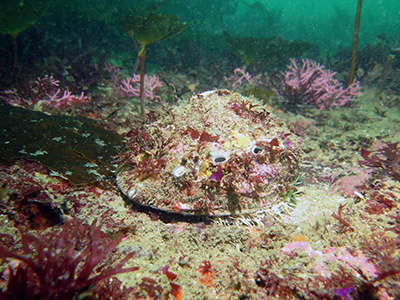 Specify Alternate Text